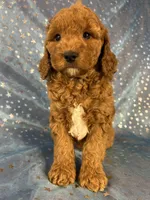 Female Cockapoo 2390, a female Cockapoo for sale in Joice, IA – 10 of 10