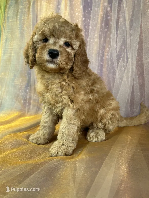 Female Mini Goldendoodle 2294 – Miniature Goldendoodle puppy for sale in Joice, IA