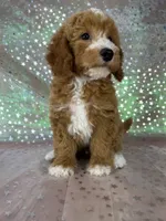 Male Bichon Poodle 2339, a male Bichpoo for sale in Joice, IA – 2 of 10