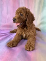 Female Mini Goldendoodle 2329, a female Miniature Goldendoodle for sale in Joice, IA – 7 of 10