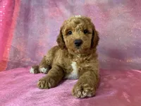 Male Bichon Poodle 2336 , a male Bichpoo for sale in Joice, IA – 6 of 8