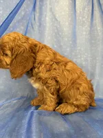 Male Cockapoo 2299 , a male Cockapoo for sale in Joice, IA – 7 of 7