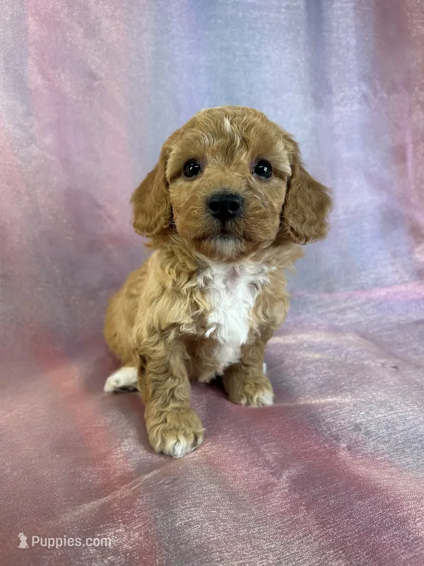 Male Bichon Poo 2238