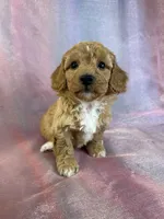 processed/9e52ed2b-da21-46fa-996b-ef8825d02374/listing/6c7f7136-1564-499f-9fad-4df5c8d94761/6e9e97d2-e1d2-4e45-8aec-eb5640d95d22