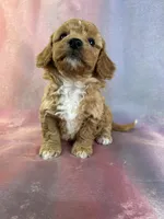 processed/9e52ed2b-da21-46fa-996b-ef8825d02374/listing/6c7f7136-1564-499f-9fad-4df5c8d94761/77e42430-d1de-4c63-862e-110fb2aac176