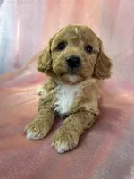 processed/9e52ed2b-da21-46fa-996b-ef8825d02374/listing/6c7f7136-1564-499f-9fad-4df5c8d94761/8cd14160-dd88-4256-8bff-443a4bc53b32