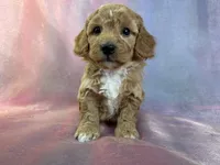 processed/9e52ed2b-da21-46fa-996b-ef8825d02374/listing/6c7f7136-1564-499f-9fad-4df5c8d94761/9d3c8164-d241-47a8-b181-ce91e3bd44d4