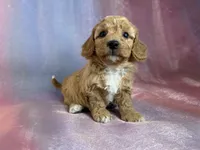 processed/9e52ed2b-da21-46fa-996b-ef8825d02374/listing/6c7f7136-1564-499f-9fad-4df5c8d94761/c3ab933d-0dcc-4ff8-975b-45be2b1404ad