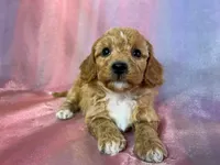 processed/9e52ed2b-da21-46fa-996b-ef8825d02374/listing/6c7f7136-1564-499f-9fad-4df5c8d94761/f07a5ddc-ba63-4f11-a26e-d1e34ae12f75