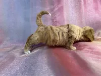 processed/9e52ed2b-da21-46fa-996b-ef8825d02374/listing/6c7f7136-1564-499f-9fad-4df5c8d94761/f0c2ec37-b8cb-42dc-b693-c62309becda2