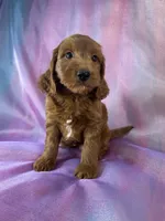 Male Mini Goldendoodle 2326 , a male Miniature Goldendoodle for sale in Joice, IA – 5 of 10
