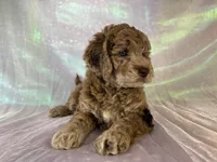 Female mini Goldendoodle 2318, a female Miniature Goldendoodle for sale in Joice, IA – 6 of 10