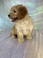 Female mini Goldendoodle 2317 , a female Miniature Goldendoodle for sale in Joice, IA – 7 of 10