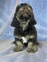 Tri colored male Cockapoo, a male Cockapoo for sale in Joice, IA – 7 of 7