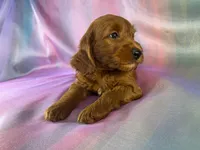 Male Mini Goldendoodle 2326 , a male Miniature Goldendoodle for sale in Joice, IA – 8 of 10