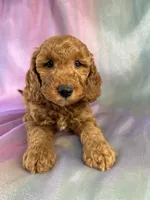 Male Male Mini Goldendoodle 2327, a male Miniature Goldendoodle for sale in Joice, IA – 7 of 10