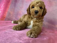 Male Bichon Poodle 2336 , a male Bichpoo for sale in Joice, IA – 5 of 8