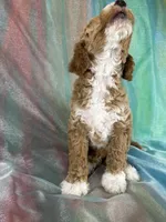 Male Bichon Poo 2333, a male Bichpoo for sale in Joice, IA – 7 of 10