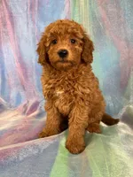 Female Mini Goldendoodle 2276, a female Miniature Goldendoodle for sale in Joice, IA – Photo 7 of 10