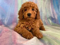 Female Mini Goldendoodle 2276, a female Miniature Goldendoodle for sale in Joice, IA – Photo 2 of 10