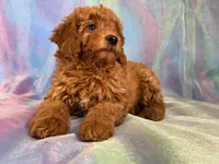 Female Mini Goldendoodle 2276, a female Miniature Goldendoodle for sale in Joice, IA – Photo 4 of 10