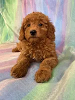 Female Mini Goldendoodle 2276, a female Miniature Goldendoodle for sale in Joice, IA – Photo 3 of 10
