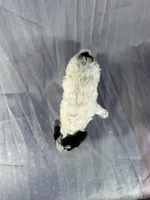 Schnoodle , a male Schnoodle for sale in Joice, IA – 2 of 2