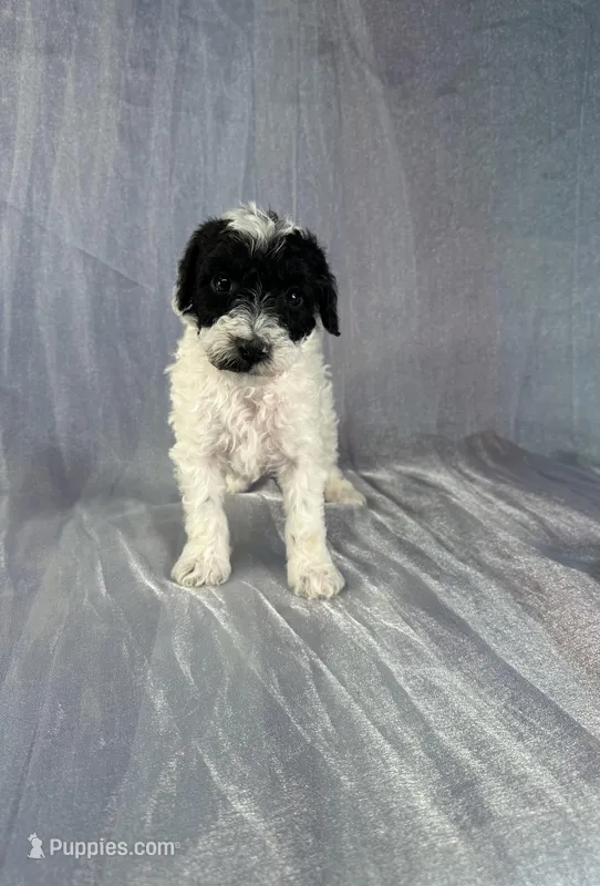 Schnoodle  – Schnoodle puppy for sale in Joice, IA