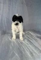 Schnoodle , a male Schnoodle for sale in Joice, IA – 1 of 2