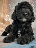 Male Poodle 2380, a male Poodle - Miniature  for sale in Joice, IA – 2 of 7