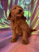 Female Mini Goldendoodle 2343, a female Miniature Goldendoodle for sale in Joice, IA – 7 of 9