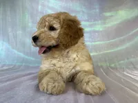 Female mini Goldendoodle 2317 , a female Miniature Goldendoodle for sale in Joice, IA – 8 of 10