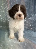 Male Schnoodle 2346, a male Schnoodle for sale in Joice, IA – 7 of 10