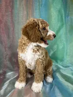 Male Bichon Poo 2333, a male Bichpoo for sale in Joice, IA – 6 of 10