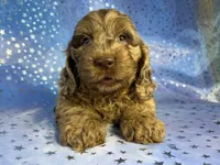 Merle Cockapoo , a male Cockapoo for sale in Joice, IA – 2 of 9