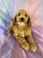 Male Cockapoo, a male Cockapoo for sale in Joice, IA – 2 of 9