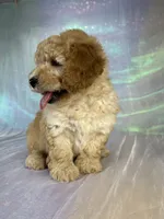 Female mini Goldendoodle 2317 , a female Miniature Goldendoodle for sale in Joice, IA – 10 of 10