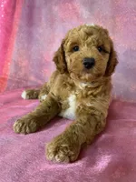 Male Bichon Poodle 2336 , a male Bichpoo for sale in Joice, IA – 8 of 8