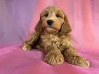 Male Schnoodle 2403, a male Schnoodle for sale in Joice, IA – 7 of 9