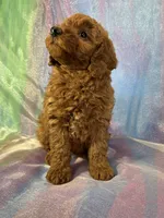 Female Mini goldendoodle 2275, a female Miniature Goldendoodle for sale in Joice, IA – Photo 7 of 9