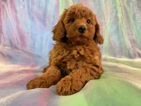 Female Mini goldendoodle 2275, a female Miniature Goldendoodle for sale in Joice, IA – Photo 2 of 9
