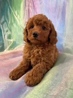 Female Mini goldendoodle 2275, a female Miniature Goldendoodle for sale in Joice, IA – Photo 8 of 9