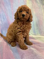 Female Mini goldendoodle 2275, a female Miniature Goldendoodle for sale in Joice, IA – Photo 1 of 9