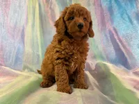 Female Mini goldendoodle 2275, a female Miniature Goldendoodle for sale in Joice, IA – Photo 3 of 9