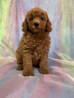 Female Mini goldendoodle 2275, a female Miniature Goldendoodle for sale in Joice, IA – Photo 6 of 9