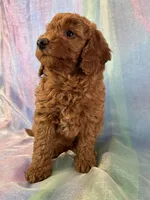 Female Mini goldendoodle 2275, a female Miniature Goldendoodle for sale in Joice, IA – Photo 5 of 9
