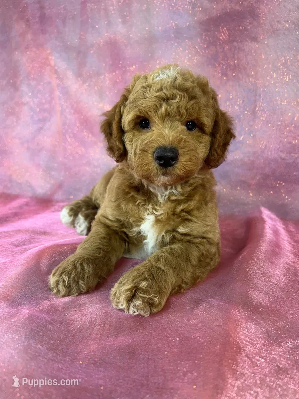 Male Bichon Poodle 2336  – Bichpoo puppy for sale in Joice, IA