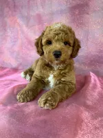 Male Bichon Poodle 2336 , a male Bichpoo for sale in Joice, IA – 1 of 8