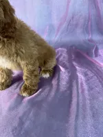 Male cockapoo , a male Cockapoo for sale in Joice, IA – 5 of 5