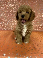 Male Bichon Poodle  2338, a male Bichpoo for sale in Joice, IA – 6 of 9